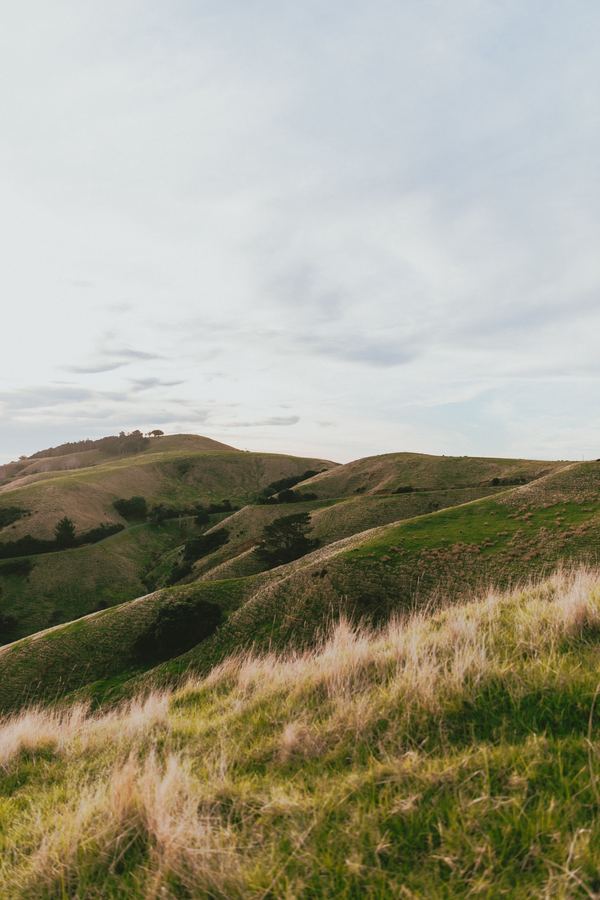 Rolling Waikato hills