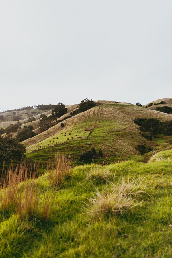 Green hills in the Waikato region