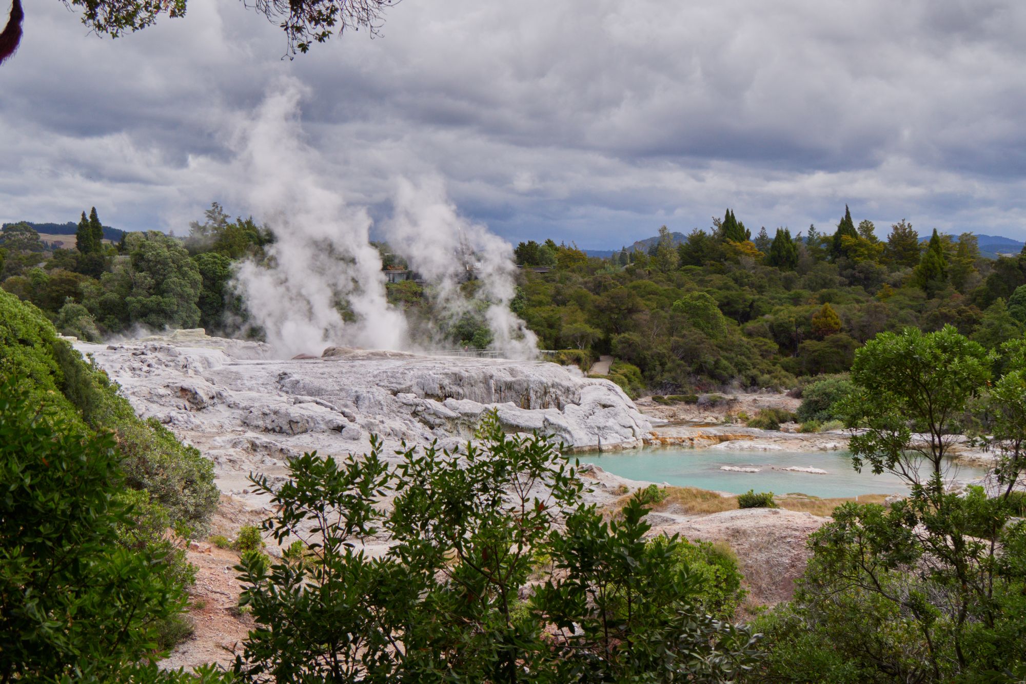 Steaming geysers and silica terraces at Whakarewarewa, Rotorua