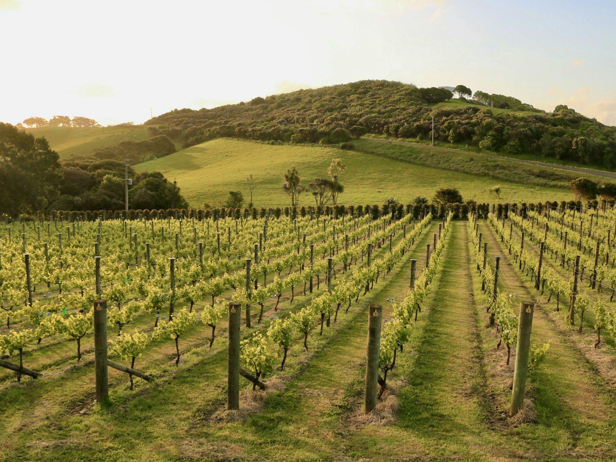 Vine rows in golden light below green hills