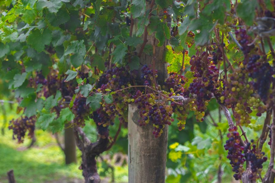 Ripening grapes on the vine