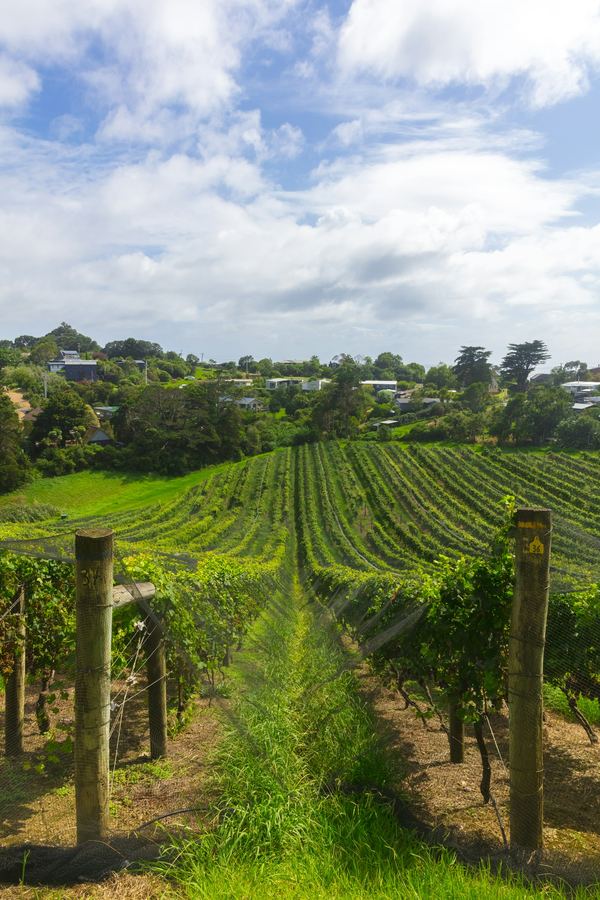 Rows of grapevines under a bright, cloudy sky