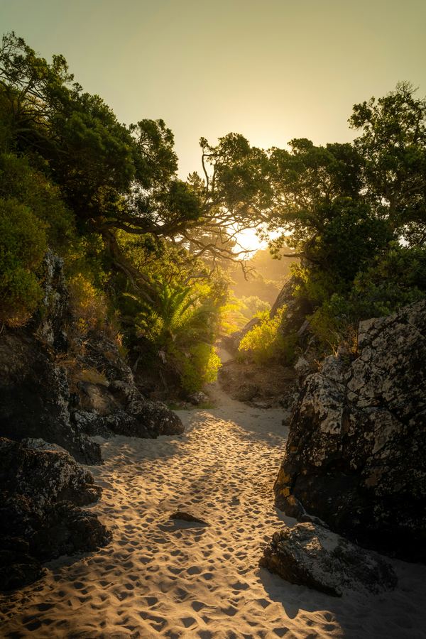 A coastal path in golden light on Waiheke Island