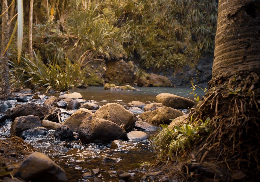 A forest stream at Karekare in the Waitākere Ranges